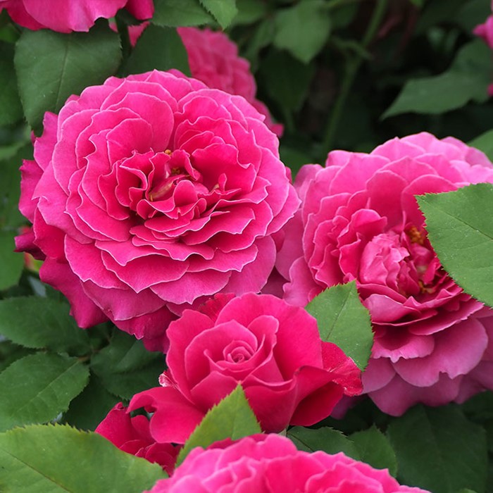 ���ߵ����ġۥХ��� ��ǥ������� ���� 6��ȭ�����ʡη����ʼ�ϡ�KMG-KMG�ա�0109�����