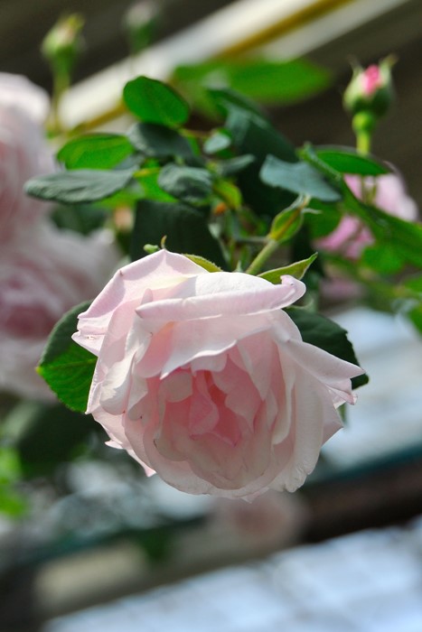 �����ġۥХ��� �ꥼ�åȥɥ��٥�󥸥� ���� 6��ȭ�����ʡ�J-OC20��