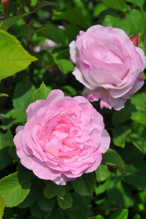 �����ġۥХ��� �ꥼ�åȥɥ��٥�󥸥� ���� 6��ȭ�����ʡ�J-OC20��