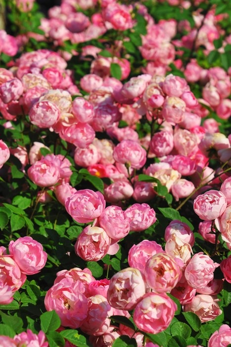 ġۥХ ֥å  6ȭʡJ-CL10