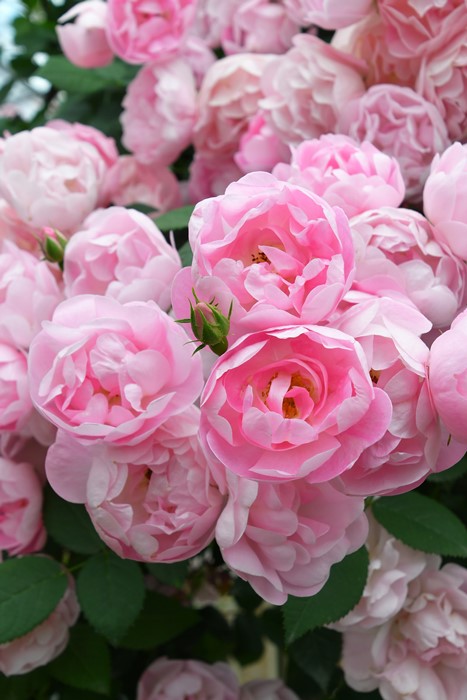 ġۥХ ֥å  6ȭʡJ-CL10