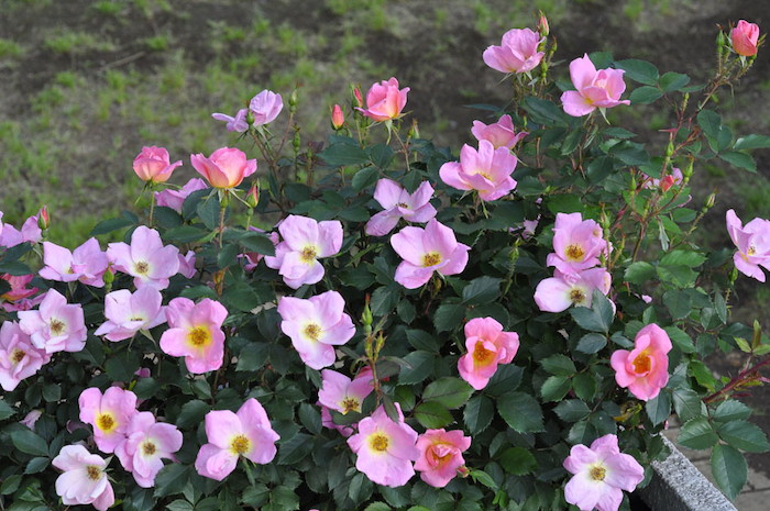 �Х��ġ����ġۥ쥤��ܡ��Υå������� ���� 6��ȭ�����ʡ����ӿ建�� ��Ͽ�ʼ�ϡ�IR-IRO3��