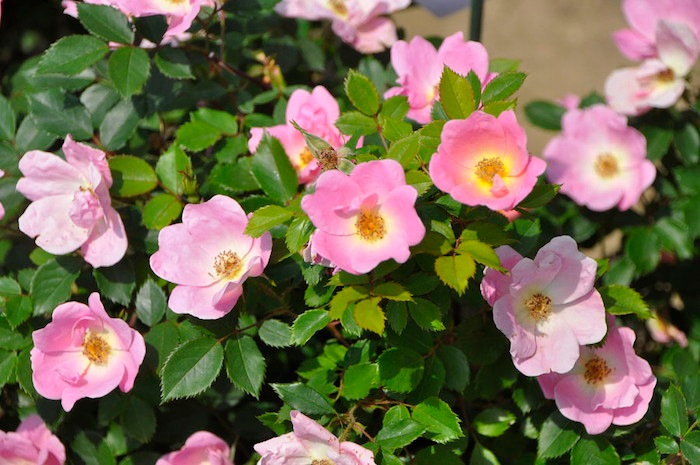 �Х��ġ����ġۥ쥤��ܡ��Υå������� ���� 6��ȭ�����ʡ����ӿ建�� ��Ͽ�ʼ�ϡ�IR-IRO3��