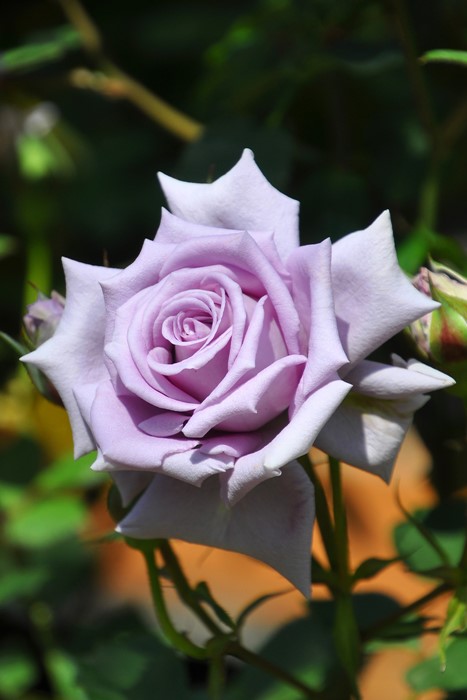 ġۥХ ֥꡼֥롼  6ȭʡJ-MIN20