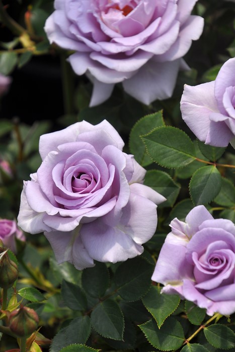 ġۥХ ֥꡼֥롼  6ȭʡJ-MIN20