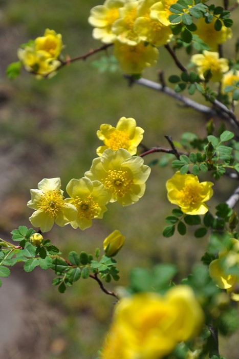 ġۥХ ʥ꡼С  6ȭʡJ-OB20