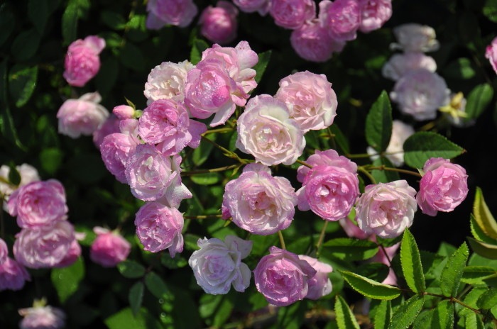 ġۥХ ⡼ĥĥǥ  6ȭʡJ-MIN20