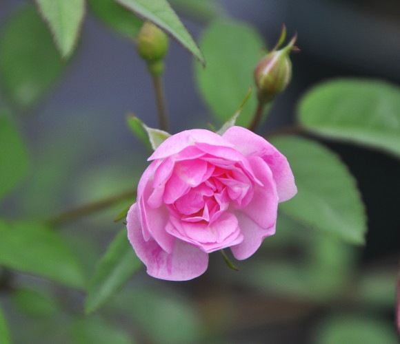 ġۥХ ⡼ĥĥǥ  6ȭʡJ-MIN20