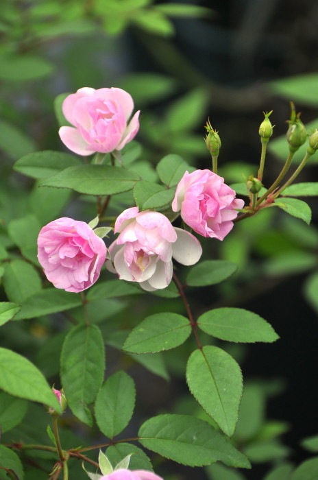 ġۥХ ⡼ĥĥǥ  6ȭʡJ-MIN20