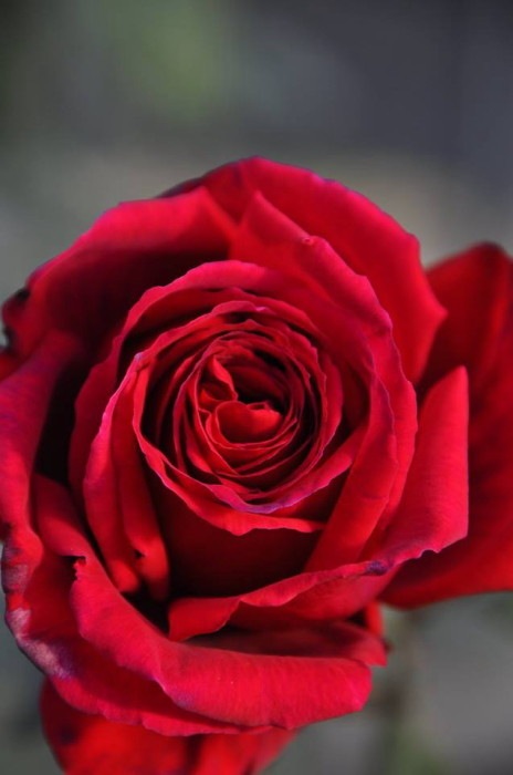 ���ߵ����ġۥХ��� �ե��ڥХ��󥪡������ ���� 6��ȭ�����ʡη����ʼ�ϡ�JB-ORA��