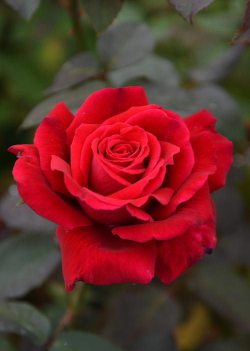 ���ߵ����ġۥХ��� �ե��ڥХ��󥪡������ ���� 6��ȭ�����ʡη����ʼ�ϡ�JB-ORA��