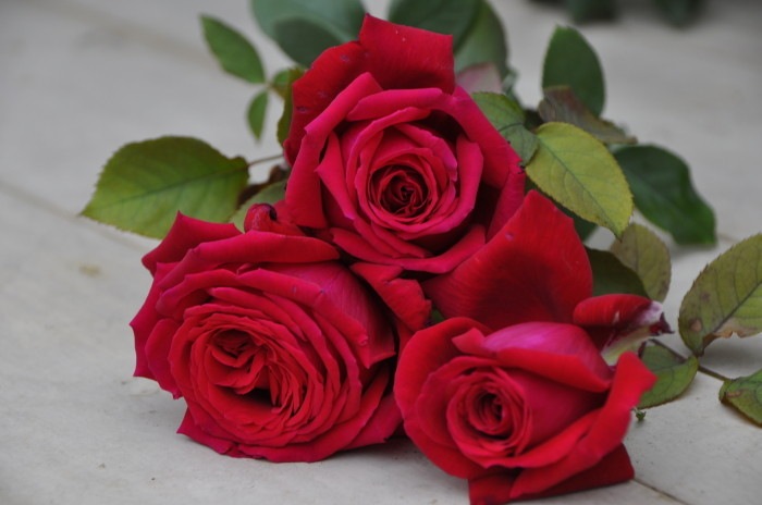 ���ߵ����ġۥХ��� �ե��ڥХ��󥪡������ ���� 6��ȭ�����ʡη����ʼ�ϡ�JB-ORA��