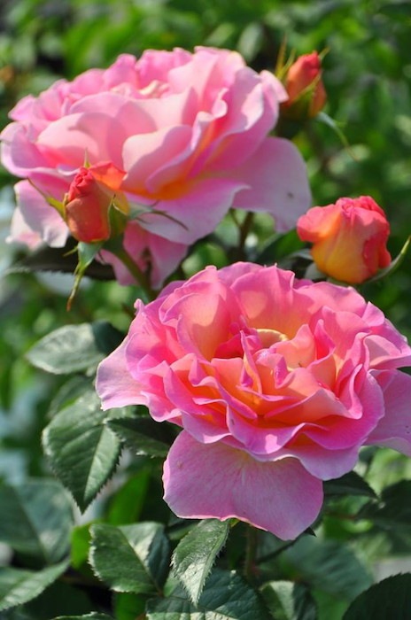 ���ߵ����ġۥХ��� �ԥ󥯥ѥ������ ���� 6��ȭ�����ʡ����ӿ建�� ��Ͽ�ʼ�ϡ�Han-DEL��