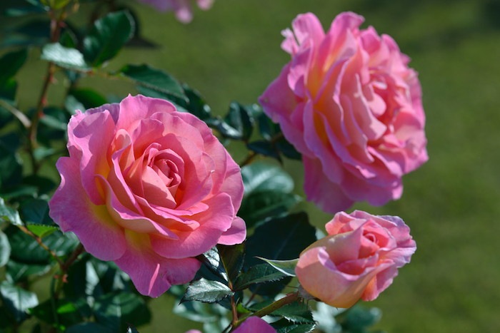 ���ߵ����ġۥХ��� �ԥ󥯥ѥ������ ���� 6��ȭ�����ʡ����ӿ建�� ��Ͽ�ʼ�ϡ�Han-DEL��