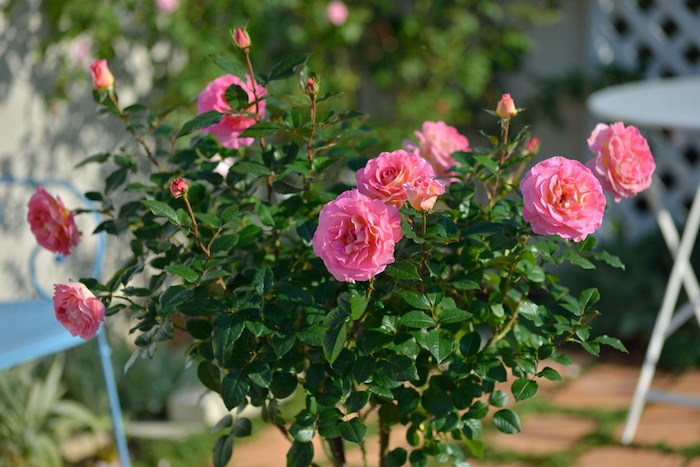 ���ߵ����ġۥХ��� �ԥ󥯥ѥ������ ���� 6��ȭ�����ʡ����ӿ建�� ��Ͽ�ʼ�ϡ�Han-DEL��