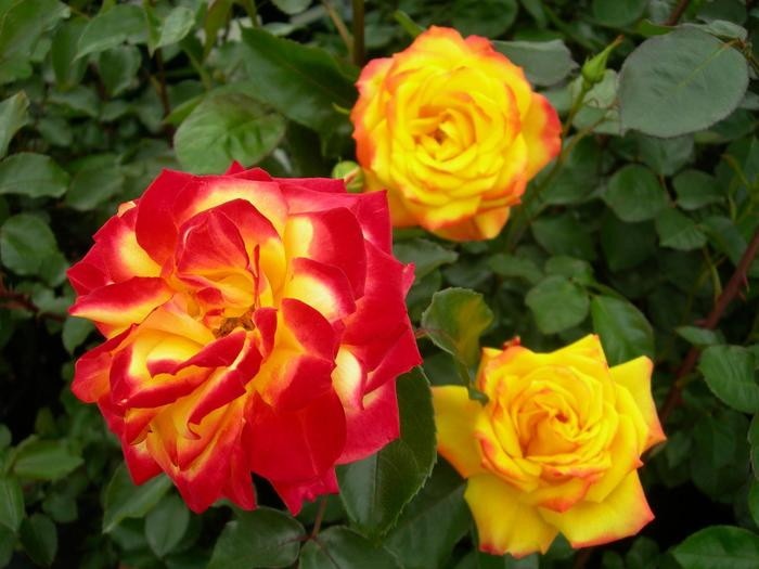 �����ġۥХ��� ���Ҥ����ڳ������� ���� 6��ȭ�����ʡ�J-FL20��