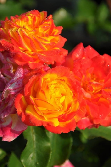 �����ġۥХ��� ���Ҥ����ڳ������� ���� 6��ȭ�����ʡ�J-FL20��