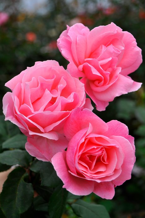 Хġġۥ󥨥ꥶ٥  6ȭʡJ-HT10