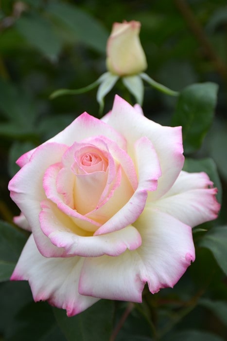 ġۥХ ߤ勞̥ǡ  6ȭʡJ-HT20