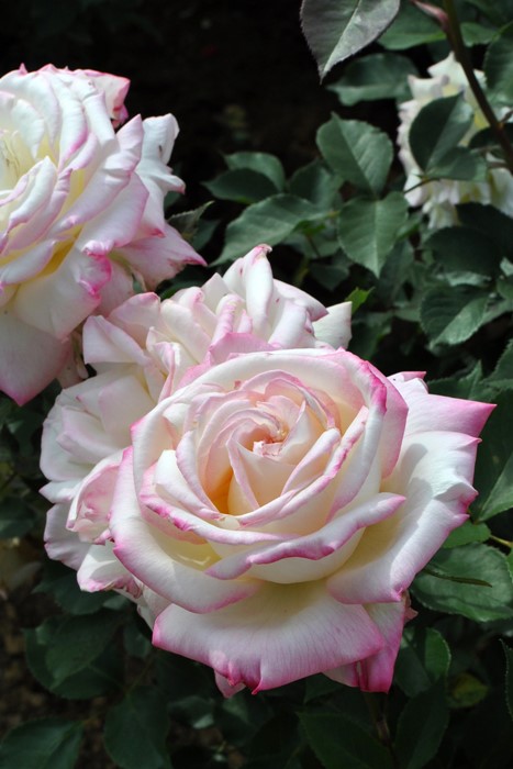 ġۥХ ߤ勞̥ǡ  6ȭʡJ-HT20