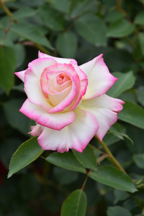 ġۥХ ߤ勞̥ǡ  6ȭʡJ-HT20