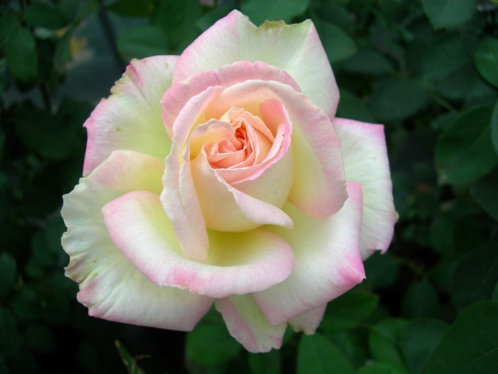 ġۥХ ߤ勞̥ǡ  6ȭʡJ-HT20