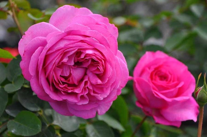 ġۥХ ֥ԥڥ֥ԥå  6ȭʡJ-HT10