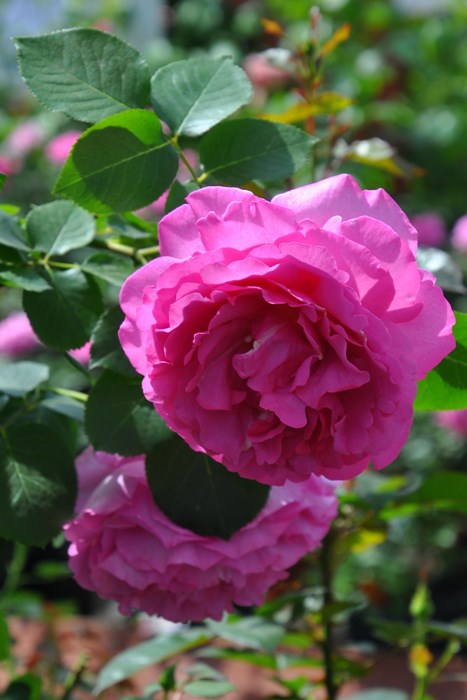 ġۥХ ֥ԥڥ֥ԥå  6ȭʡJ-HT10