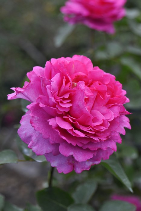 ġۥХ ֥ԥڥ֥ԥå  6ȭʡJ-HT10