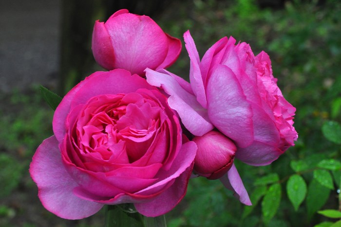 ġۥХ ֥ԥڥ֥ԥå  6ȭʡJ-HT10