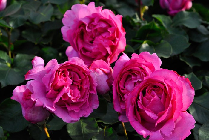 ġۥХ ֥ԥڥ֥ԥå  6ȭʡJ-HT10