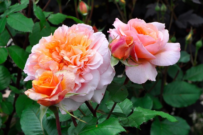 ���ߵ����ġۥХ��� �����륷���� ���� 6��ȭ�����ʡη����ʼ�ϡ�OM-GU�ա�0109�����