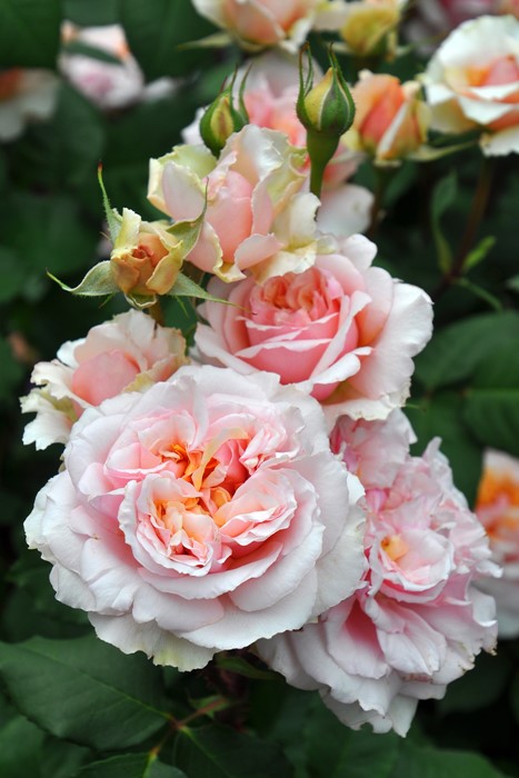 ���ߵ����ġۥХ��� �����륷���� ���� 6��ȭ�����ʡη����ʼ�ϡ�OM-GU�ա�0109�����