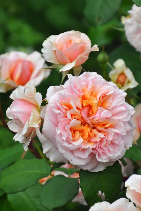 ���ߵ����ġۥХ��� �����륷���� ���� 6��ȭ�����ʡη����ʼ�ϡ�OM-GU�ա�0109�����