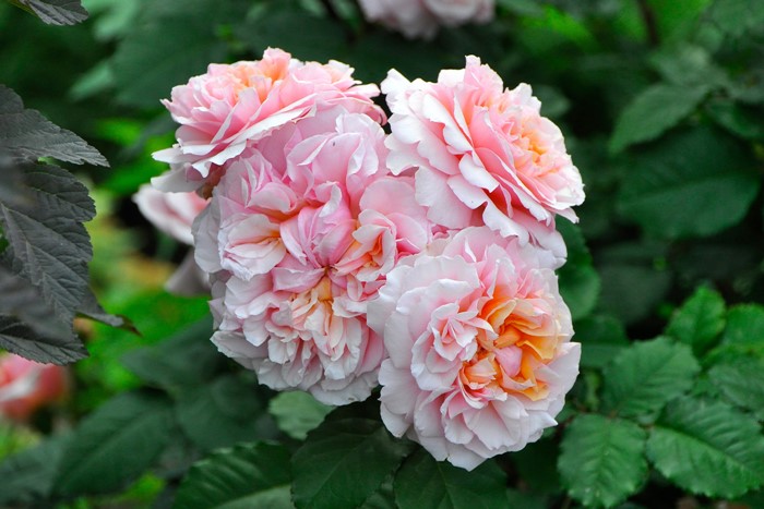 ���ߵ����ġۥХ��� �����륷���� ���� 6��ȭ�����ʡη����ʼ�ϡ�OM-GU�ա�0109�����