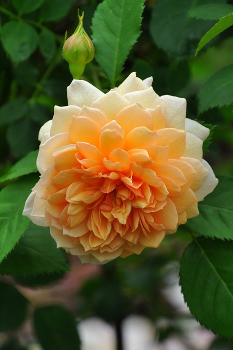 ���ߵ����ġۥХ��� ���쥤�� ͢���� 7��ȭ�����ʡ����ӿ建�� ��Ͽ�ʼ�ϡ�ER-Y��