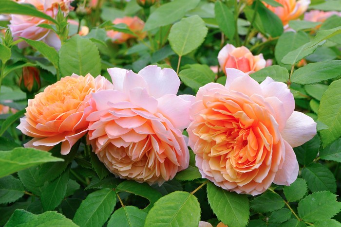 ���ߵ����ġۥХ��� ���쥤�� ͢���� 7��ȭ�����ʡ����ӿ建�� ��Ͽ�ʼ�ϡ�ER-Y��