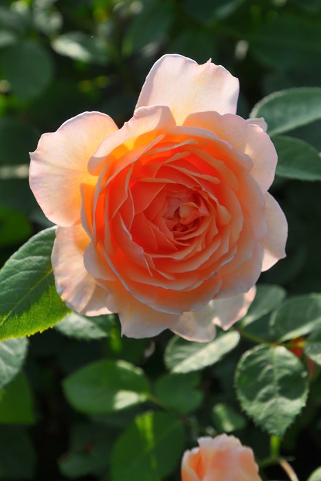 ���ߵ����ġۥХ��� ���쥤�� ͢���� 7��ȭ�����ʡ����ӿ建�� ��Ͽ�ʼ�ϡ�ER-Y��