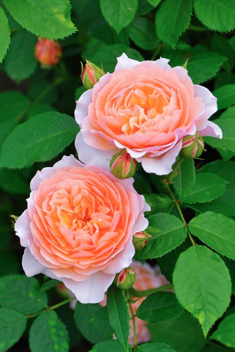 ���ߵ����ġۥХ��� ���쥤�� ͢���� 7��ȭ�����ʡ����ӿ建�� ��Ͽ�ʼ�ϡ�ER-Y��