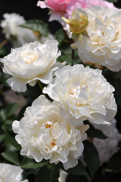 �Х��ġ����ġۥ��塼��͡����� ���� 6��ȭ�����ʡη����ʼ�ϡ�J-RO��