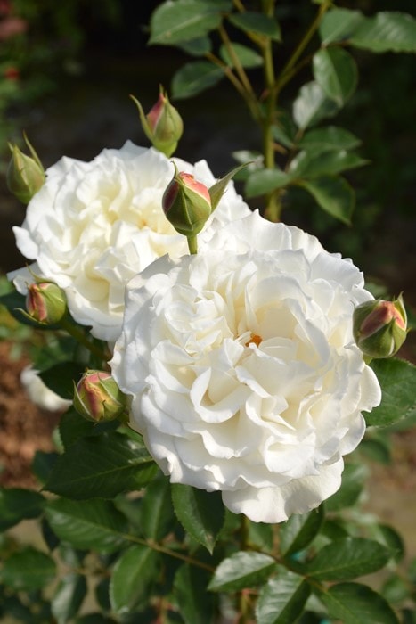 �Х��ġ����ġۥ��塼��͡����� ���� 6��ȭ�����ʡη����ʼ�ϡ�J-RO��