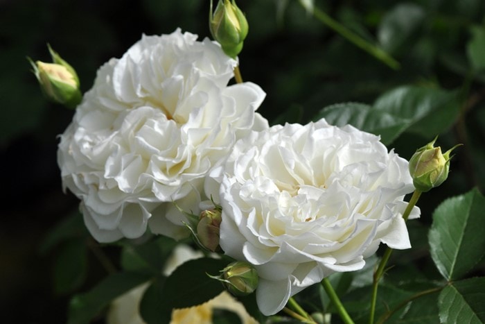 �Х��ġ����ġۥ��塼��͡����� ���� 6��ȭ�����ʡη����ʼ�ϡ�J-RO��