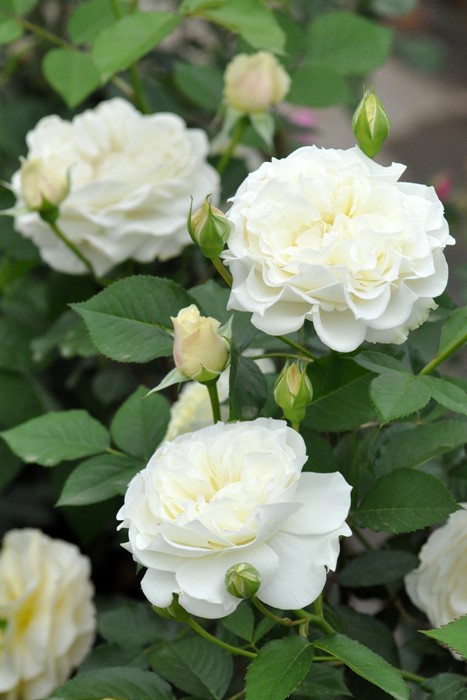 �Х��ġ����ġۥ��塼��͡����� ���� 6��ȭ�����ʡη����ʼ�ϡ�J-RO��