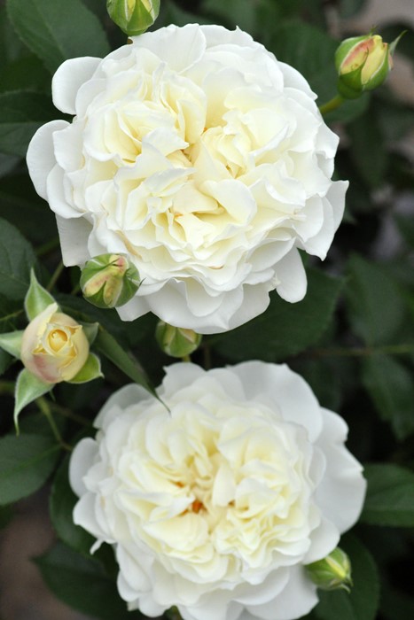 �Х��ġ����ġۥ��塼��͡����� ���� 6��ȭ�����ʡη����ʼ�ϡ�J-RO��