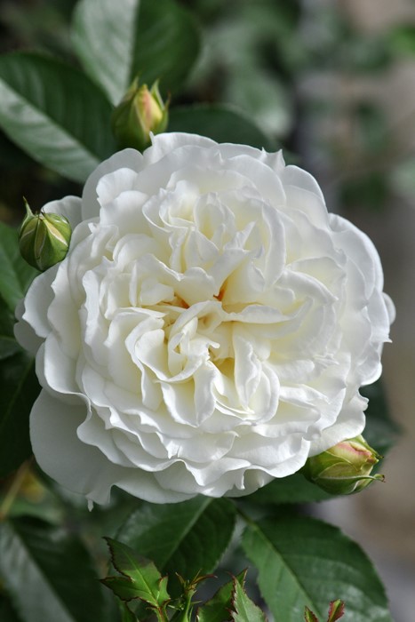 �Х��ġ����ġۥ��塼��͡����� ���� 6��ȭ�����ʡη����ʼ�ϡ�J-RO��