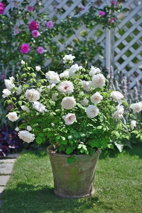 �Х��ġ����ġۥ����֥쥸������ ���� 6��ȭ�����ʡ����ӿ建�� ��Ͽ�ʼ�ϡ�Han-DOR��