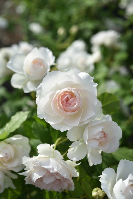 �Х��ġ����ġۥ����֥쥸������ ���� 6��ȭ�����ʡ����ӿ建�� ��Ͽ�ʼ�ϡ�Han-DOR��