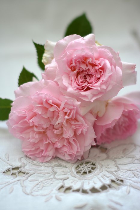 �����ġۥХ��� �����塼�� ���� 6��ȭ�����ʡ����ӿ建�� �ʼ���Ͽ�д���ϡ�Kb-RM��