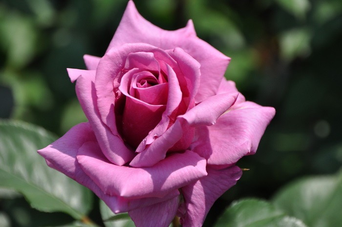 �����ġۥХ��� ������ڻ���ۥ����� ���� 6��ȭ�����ʡ�J-HT20��