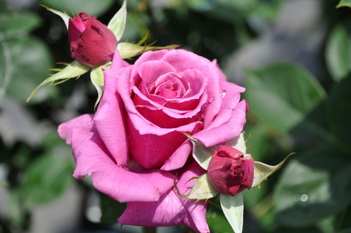 �����ġۥХ��� ������ڻ���ۥ����� ���� 6��ȭ�����ʡ�J-HT20��